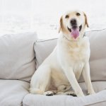 Heating & cooling tips for pet owners from Bryan's Fuel Orangeville