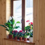How to help houseplants survive winter from Bryan's Fuel