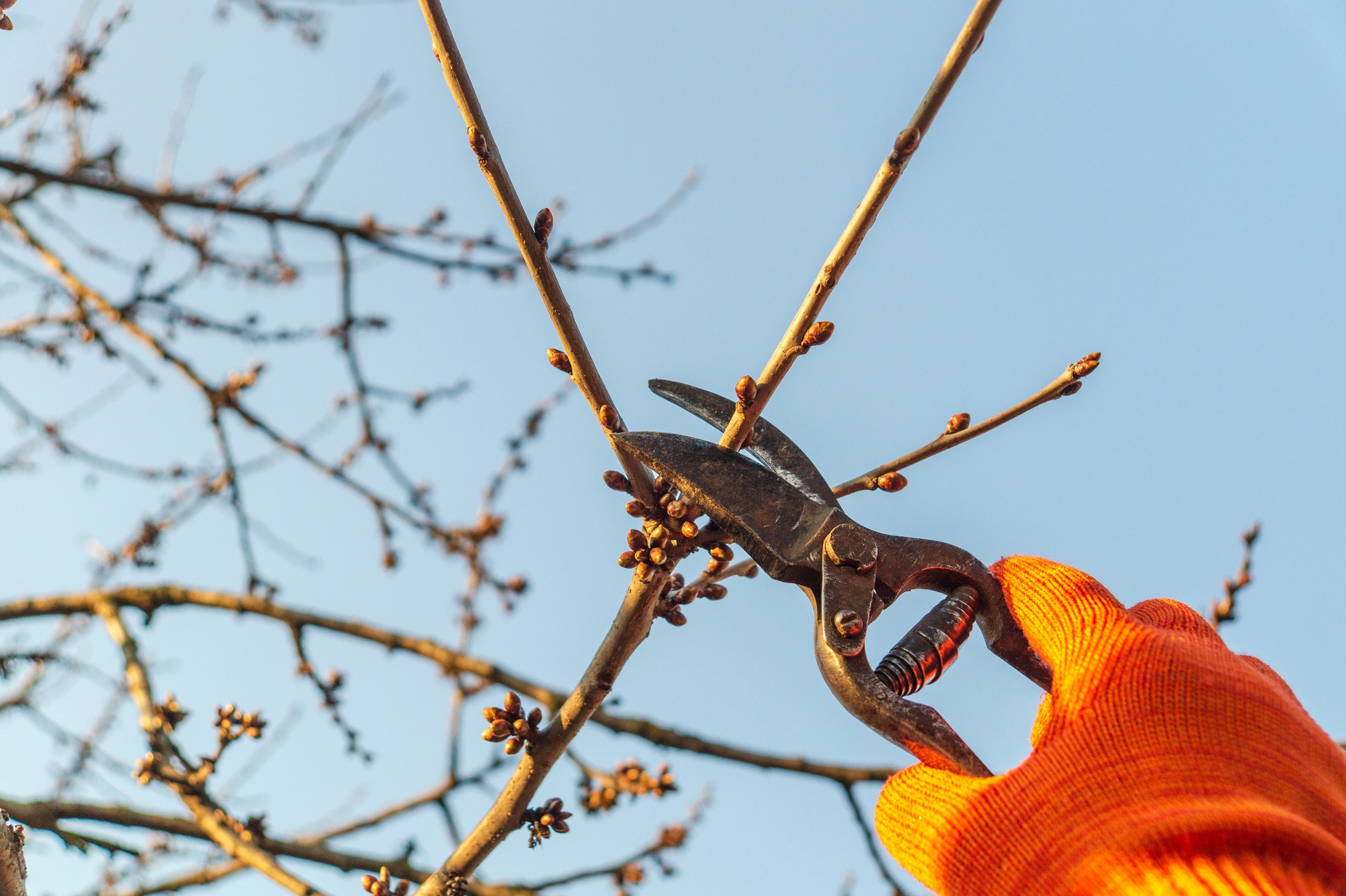 Hand cutting branches.