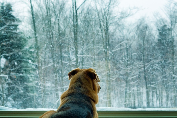 Dog looking at snowfall through window rearview.