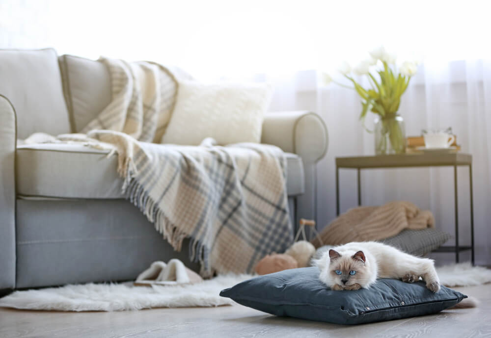 A cozy living room features a cat on a cushion, a sofa with a plaid blanket, and a table with flowers and a mug.